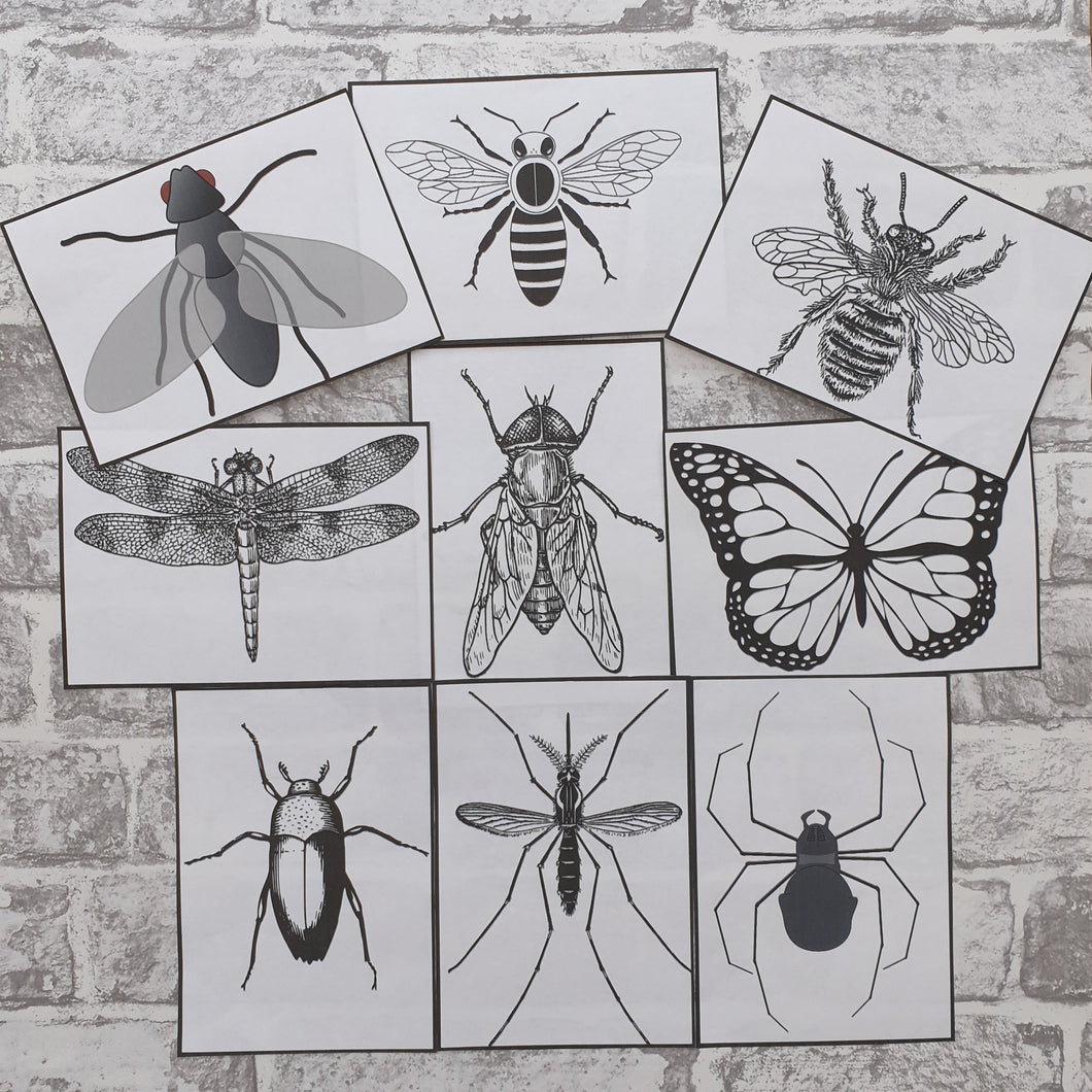 Transient Art Bug pictures