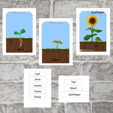 Load image into Gallery viewer, Sunflower Life Cycle Pack