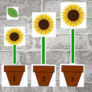 Sunflower Life Cycle Pack