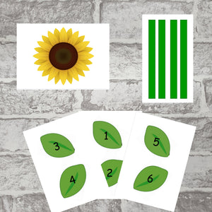 Sunflower Life Cycle Pack